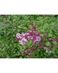 Syringa ’Red Pixie’ полив